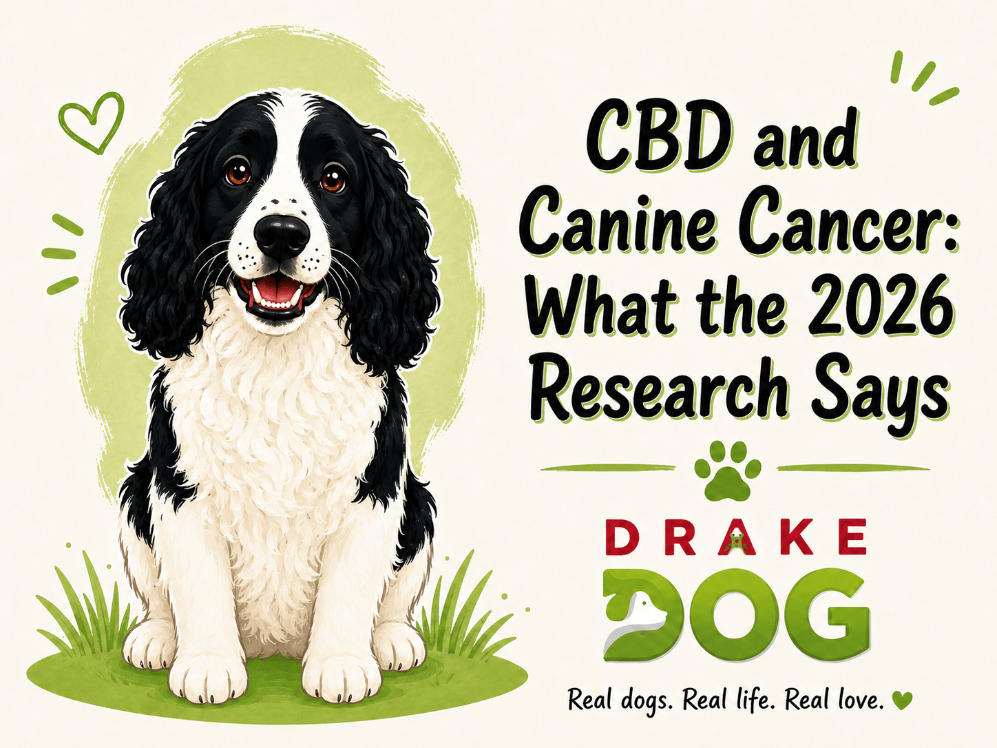 CBD and Canine Cancer: What the 2026 Research Says - Drake Dog Cancer Foundation
