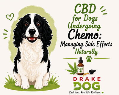 CBD for Dogs Undergoing Chemo: Managing Side Effects Naturally - Drake Dog Cancer Foundation