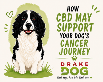 How CBD May Support Your Dog's Cancer Journey - Drake Dog Cancer Foundation
