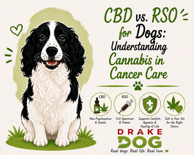 CBD vs. RSO for Dogs: Understanding Cannabis in Cancer Care - Drake Dog Cancer Foundation