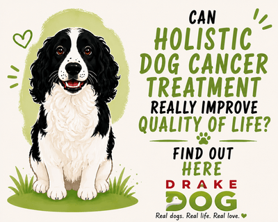 Can Holistic Dog Cancer Treatment Really Improve Quality of Life? Find Out Here - Drake Dog Cancer Foundation