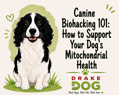 Canine Biohacking 101: How to Support Your Dog's Mitochondrial Health - Drake Dog Cancer Foundation