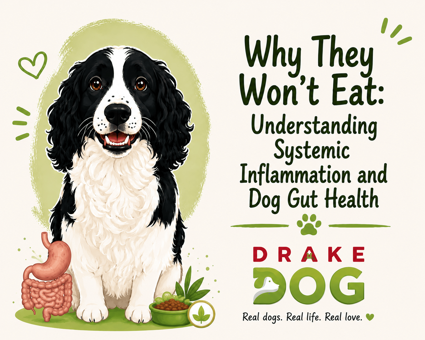 Why They Won't Eat: Understanding Systemic Inflammation and Dog Gut Health - Drake Dog Cancer Foundation