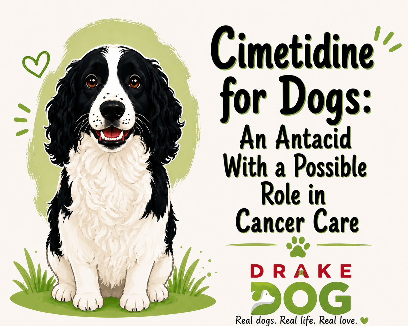 Cimetidine for Dogs: An Antacid With a Possible Role in Cancer Care - Drake Dog Cancer Foundation