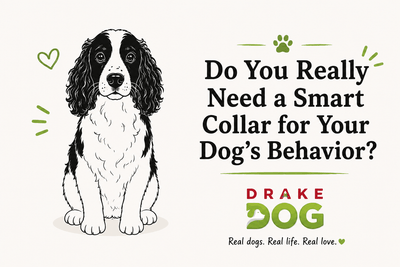 Do You Really Need a Smart Collar for Your Dog's Behavior? - Drake Dog Cancer Foundation