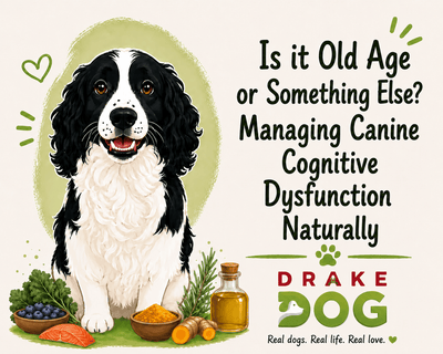 Is it Old Age or Something Else? Managing Canine Cognitive Dysfunction Naturally - Drake Dog Cancer Foundation