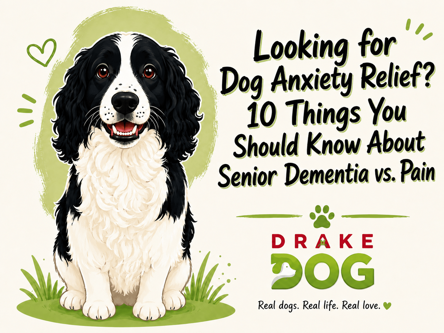 Looking for Dog Anxiety Relief? 10 Things You Should Know About Senior Dementia vs. Pain - Drake Dog Cancer Foundation
