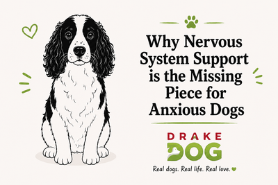 Why Nervous System Support is the Missing Piece for Anxious Dogs - Drake Dog Cancer Foundation