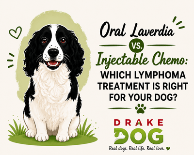 Oral Laverdia vs. Injectable Chemo: Which Lymphoma Treatment Is Right for Your Dog? - Drake Dog Cancer Foundation