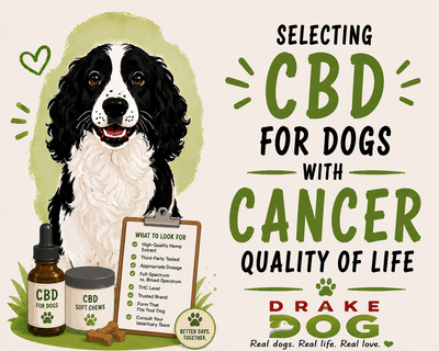 Selecting CBD for Dogs with Cancer for Improved Quality of Life - Drake Dog Cancer Foundation