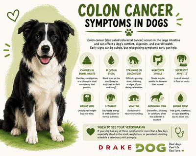 Colon Cancer Symptoms in Dogs - Drake Dog Cancer Foundation