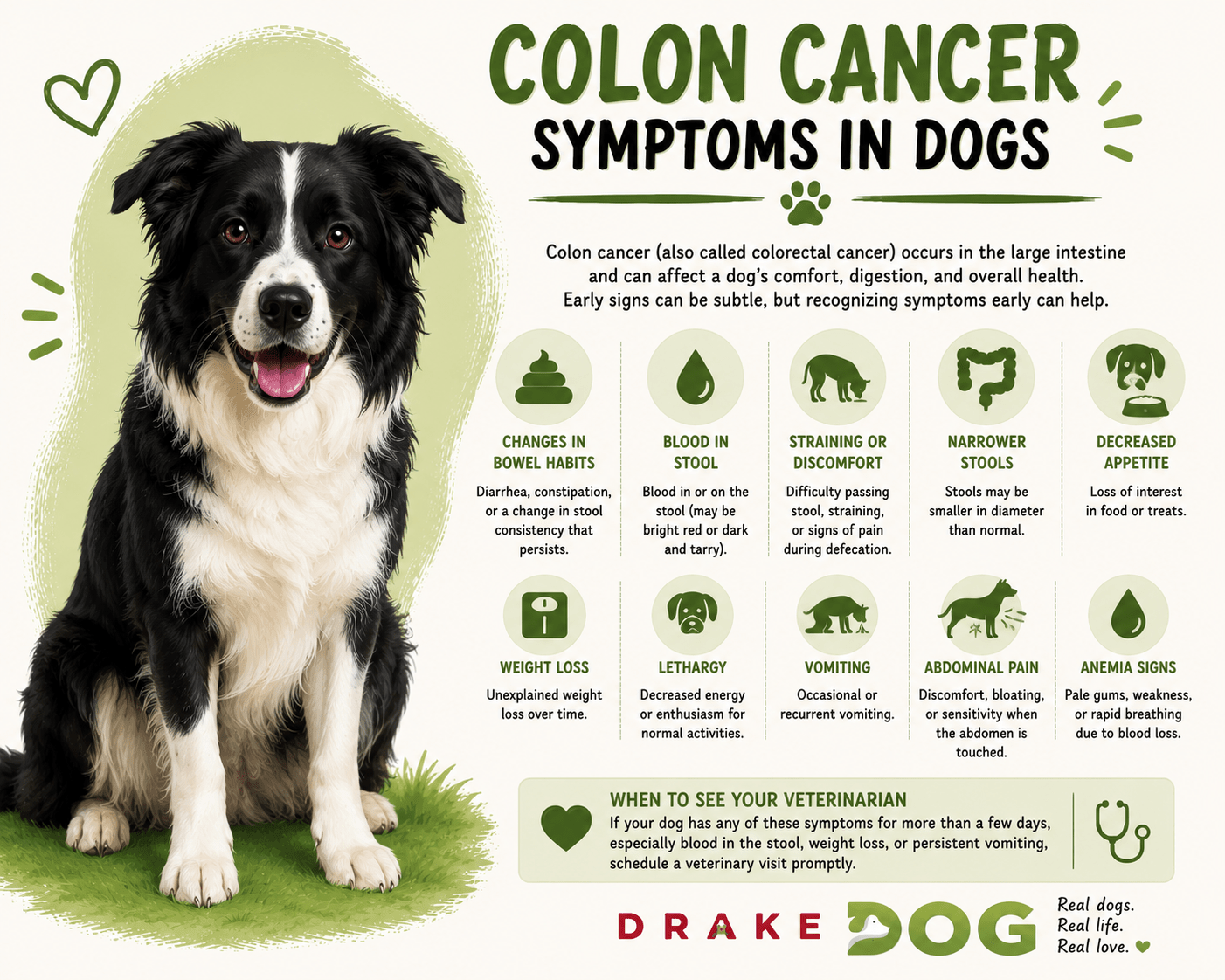Colon Cancer Symptoms in Dogs - Drake Dog Cancer Foundation