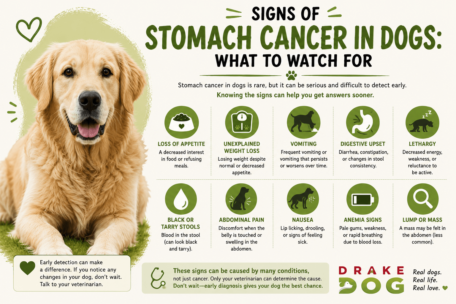 Signs of Stomach Cancer in Dogs: What to Watch For - Drake Dog Cancer Foundation