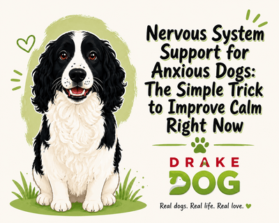 Nervous System Support for Anxious Dogs: The Simple Trick to Improve Calm Right Now - Drake Dog Cancer Foundation