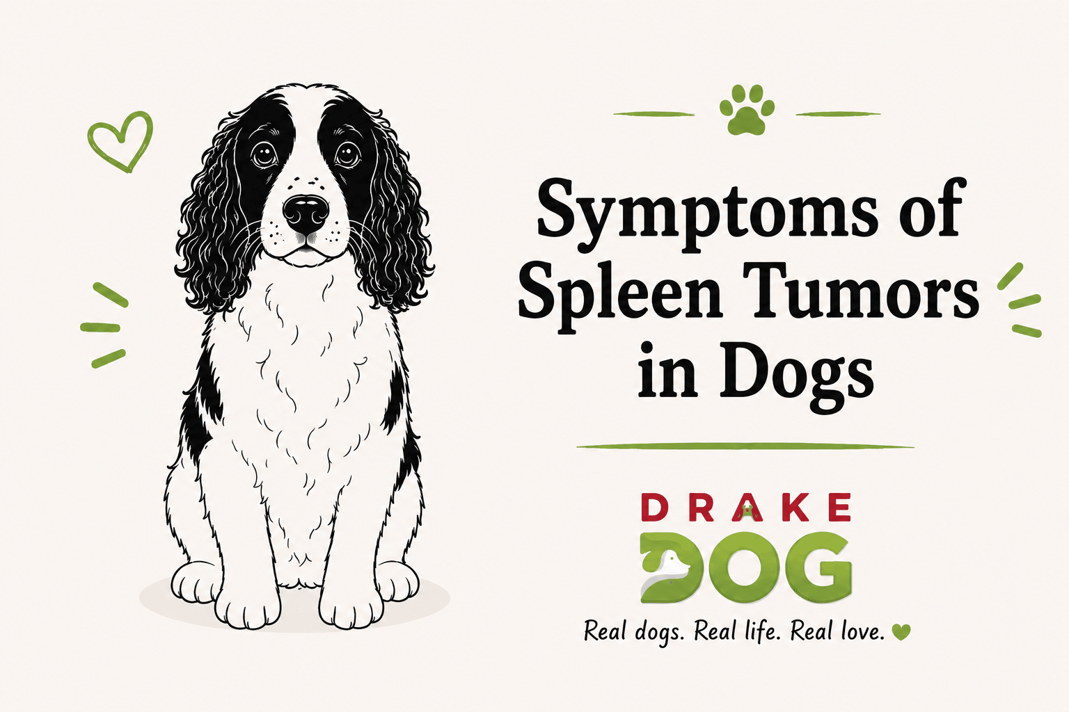 Symptoms of Spleen Tumors in Dogs - Drake Dog Cancer Foundation