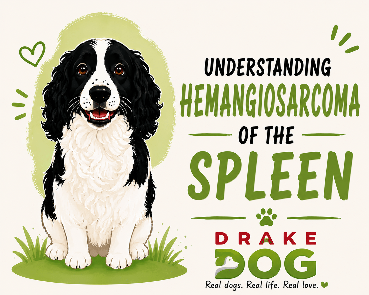 Understanding Splenic Hemangiosarcoma in Dogs - Drake Dog Cancer Foundation
