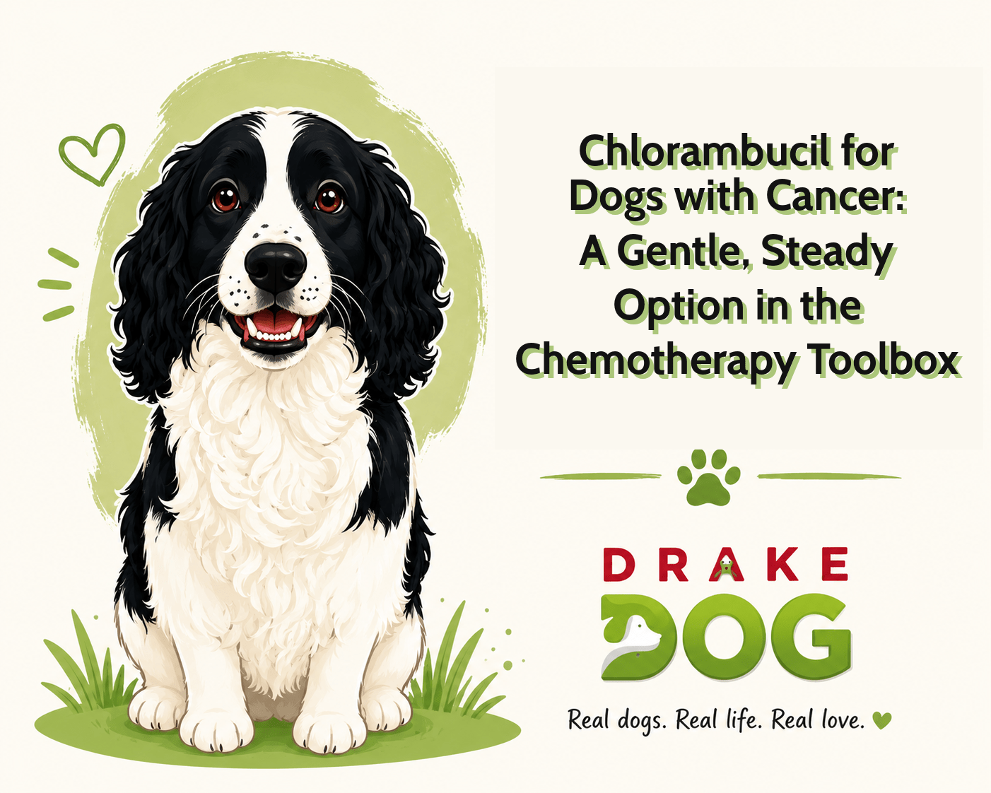 Chlorambucil for Dogs with Cancer: A Gentle, Steady Option in the Chemotherapy Toolbox - Drake Dog Cancer Foundation