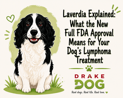 Laverdia Explained: What the New Full FDA Approval Means for Your Dog’s Lymphoma Treatment - Drake Dog Cancer Foundation