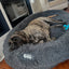 Gigantic Ass Bed from Big Ass Dog Co - Drake Dog Cancer Foundation