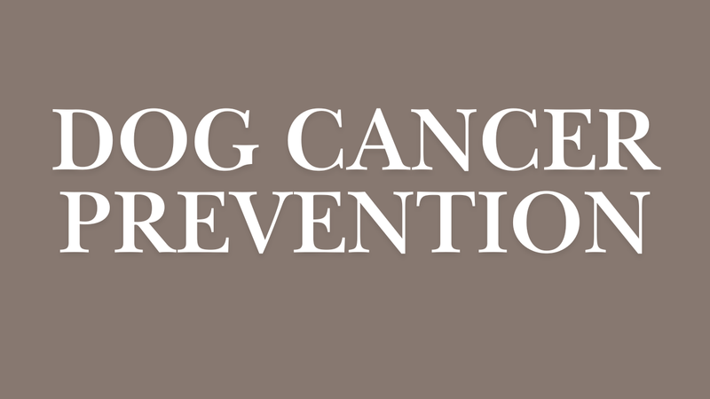 Dog Cancer Prevention