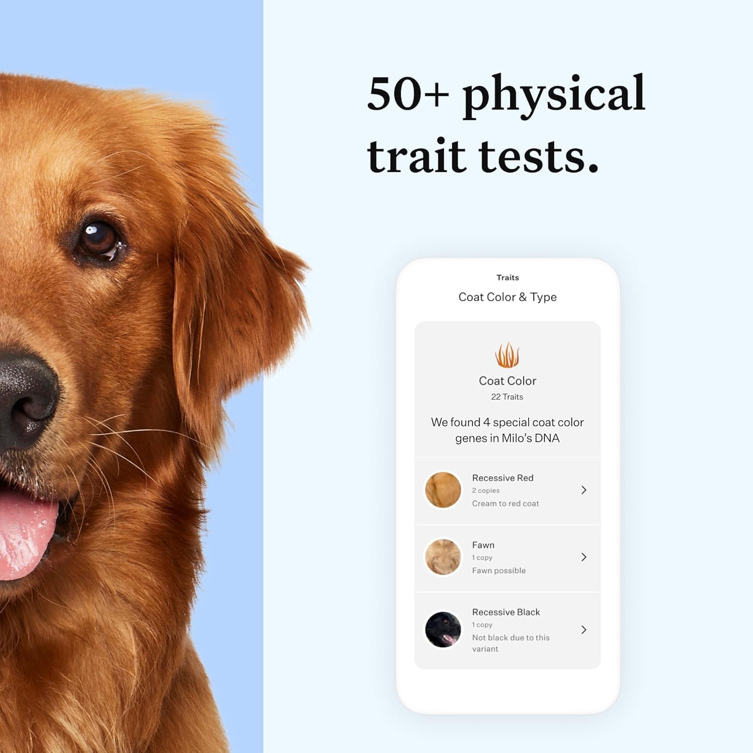 Wisdom Health Essential Dog DNA Kit - Drake Dog Cancer Foundation