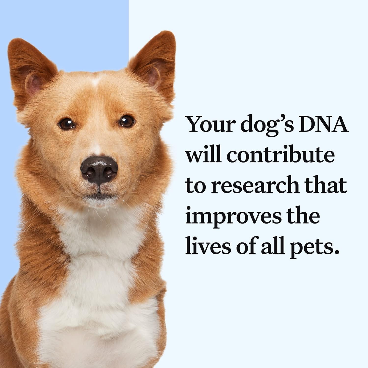 Wisdom Health Essential Dog DNA Kit - Drake Dog Cancer Foundation
