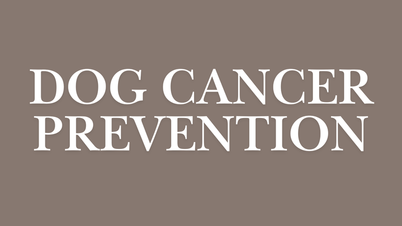 Dog Cancer Prevention